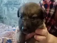 продам щенка, фотография 7
