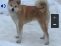 Пропала собакп, фотография 2