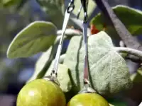 Серьги ручной работы Яблоньки