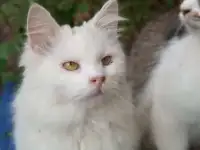 Отдам в добрые руки