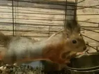 Ручные белки, фотография 4