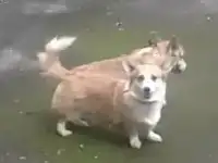 Появились шикарные щенки для души и выставок, фотография 2