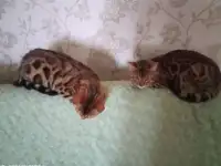 Бенгальские  подрощенные котята, фотография 2
