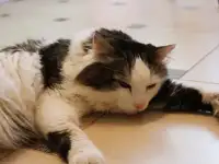 Котик ищет любящих хозяев!, фотография 3
