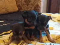 Животные