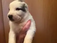 щенки сао