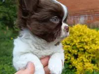 Чихуахуа щенки