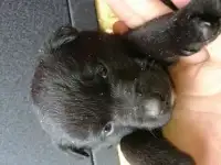Щенки в счастливый дом
