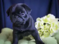 Мопс