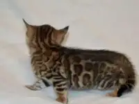 бенгальские котята