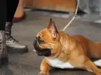 Щенки французкого бульдога, фотография 4