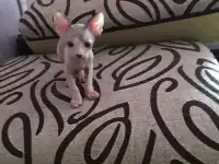 Котята канадцы, фотография 7