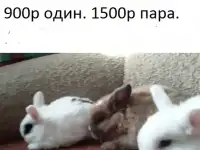 карликовые красивые малыши кролики. звоните