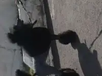 Подстригу Пуделя, шпица, помою, посушу, сделаю маникюр-педикюр.