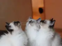 Невские Маскарадные котята из питомника
