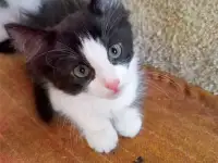 Котята, фотография 2