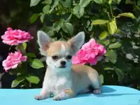 Мальчик чихуахуа
