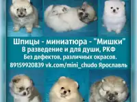 Миниатюрные /померанские шпицы
