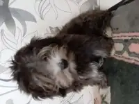 Майк малыш