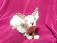 Канадский сфинкс девочка