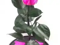 Роза в колбе