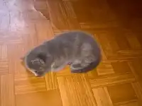 Отдам котят