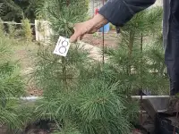 Продам кедры сибирские и корейские можжевельник обыкновенный, фотография 5