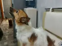 Отдам в добрые руки