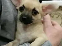Щенок Чихуахуа