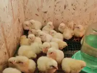 Цыплята бройлера