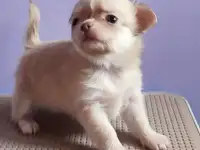 Щенки чихуахуа