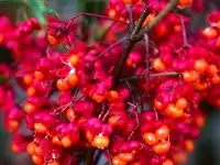 Бересклет европейский ред каскад (red cascade) 350-400 см (саженец конт. 80л.)