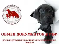 Оформление документов РКФ, Кинологический клуб