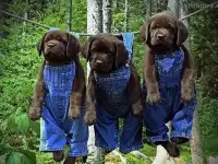 Продам помесь сторожевая возраст