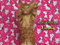 Котёнок мейн кун красный из Питомника, фотография 5