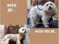 Услуги сертифицированного грумера