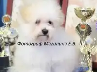 Бишон фризе, выставочные и в качестве любимца., фотография 9