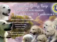 Щенки золотистого (голден) ретривера из питомника