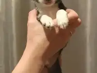 Мальчик чихуахуа мини, фотография 2