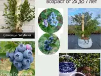Саженцы голубики от производителя, фотография 3
