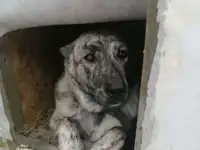 Алабай