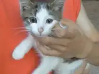 Отдаем котят в добрые руки