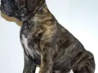 Щенок Кане Корсо