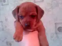 Продам щенка