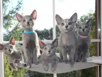 Русские голубые котята с родословной