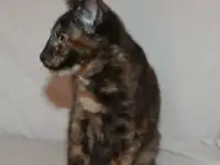 Котята  любого цвета, фотография 6