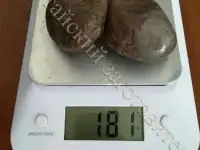 Струя бобра высшей категории (А), фотография 8