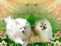 щенки миниатюрного шпица