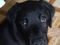 отдаю собаку