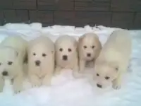 Щенки САО, фотография 3